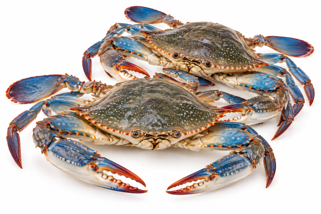 Blauwe krab
