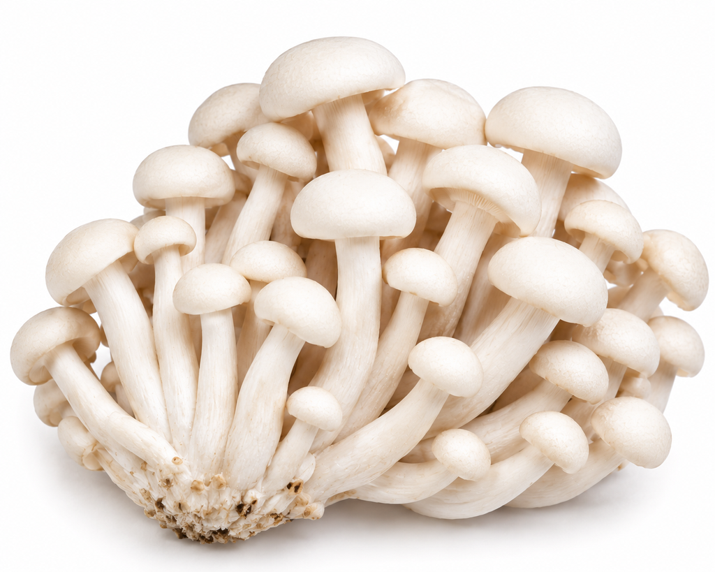 Paddenstoelen Beukenzwam wit