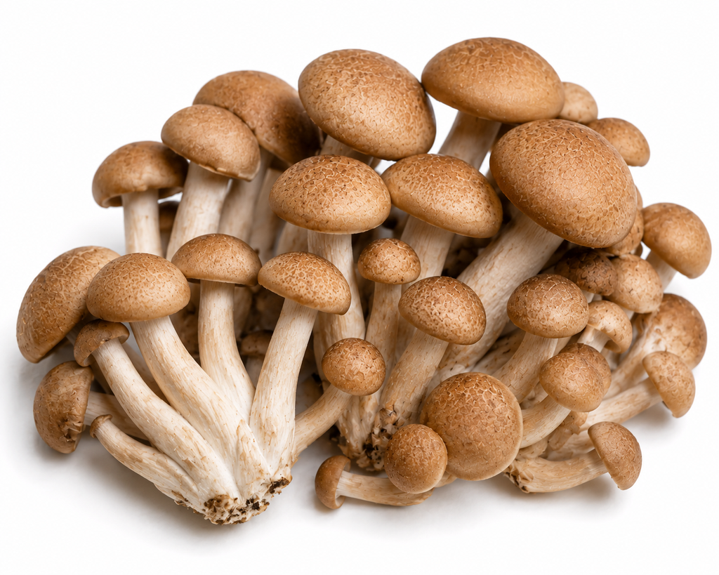 Paddenstoelen Beukenzwam bruin
