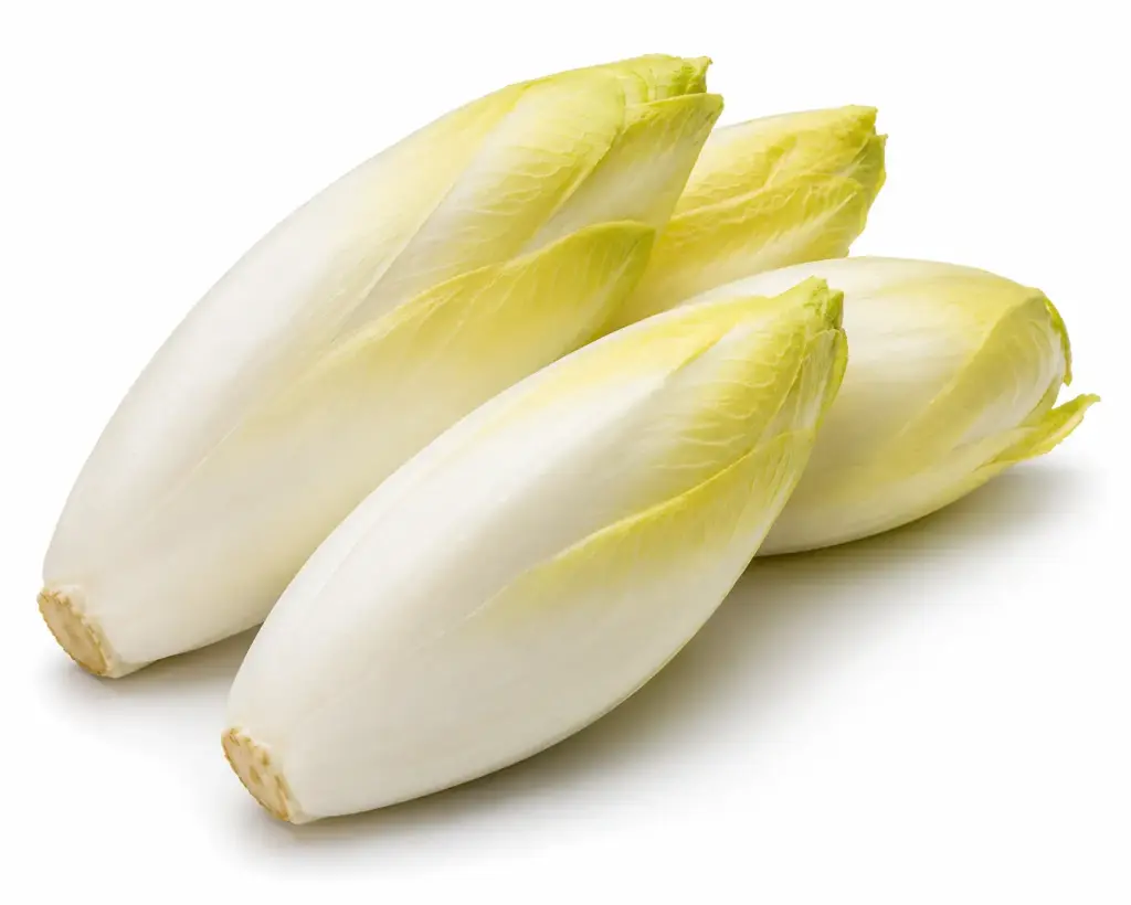 Witloof