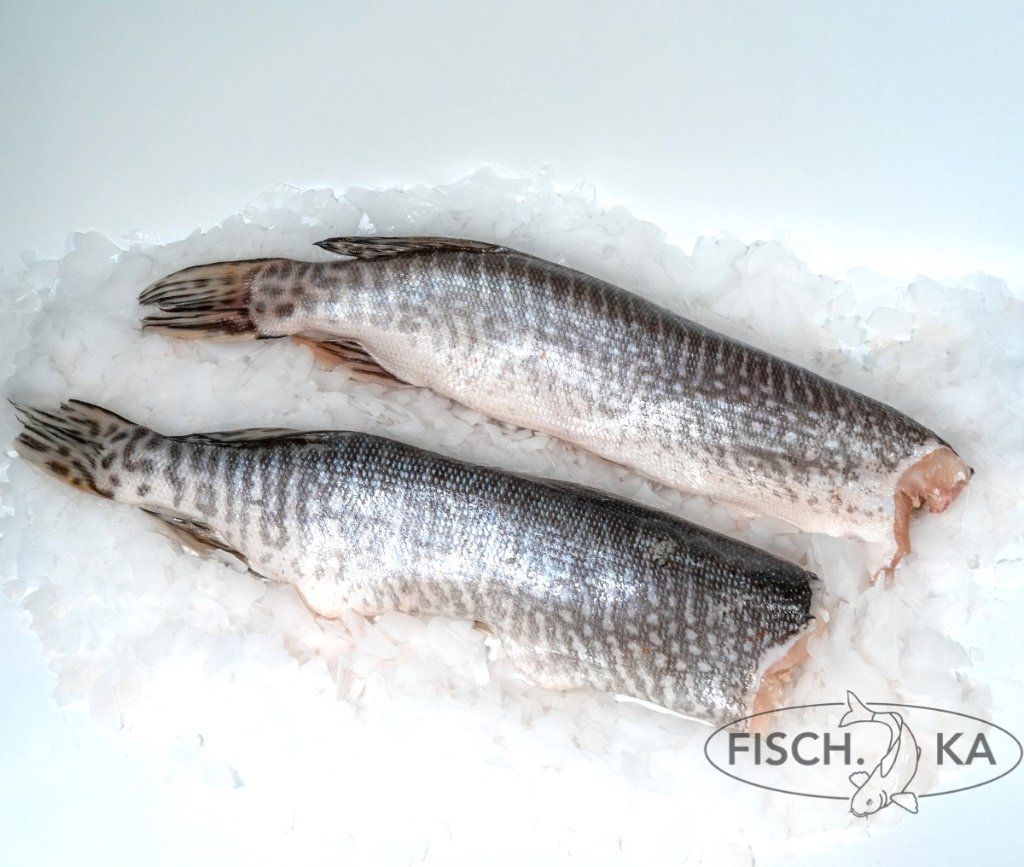 Snoek zonder kop