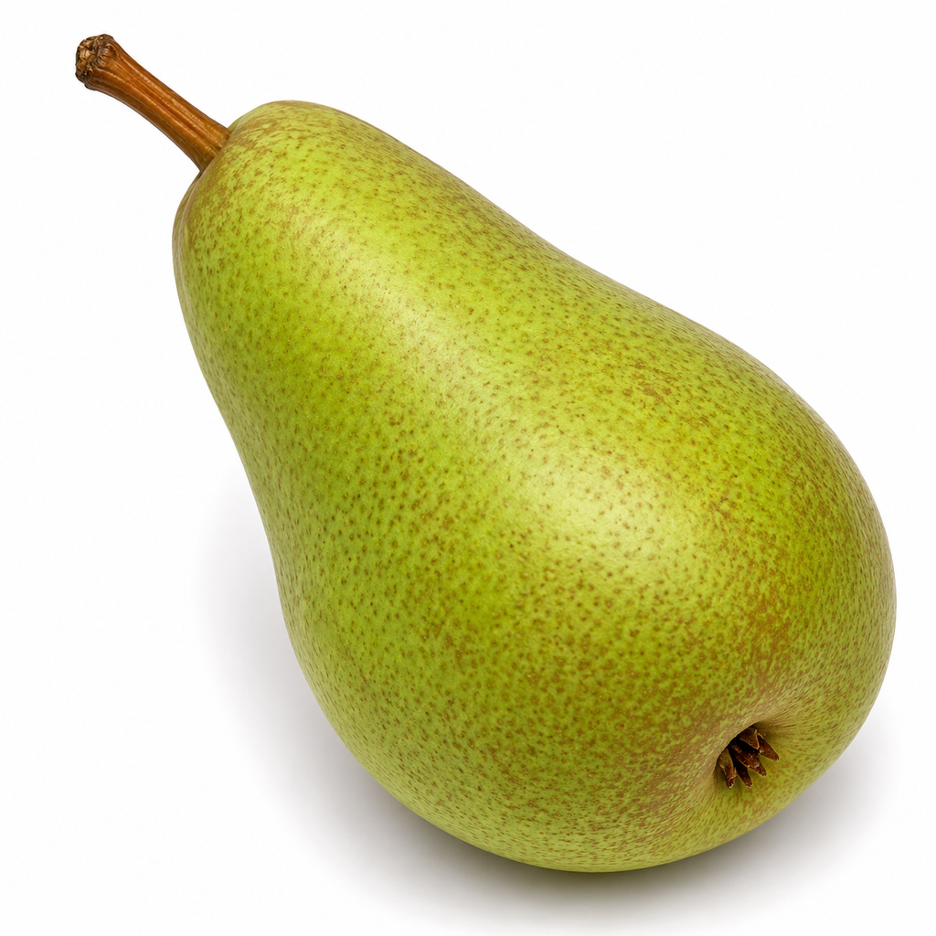 Peren Xenia