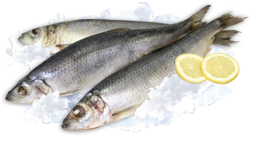 Haring (Clupea harengus), diepgevroren