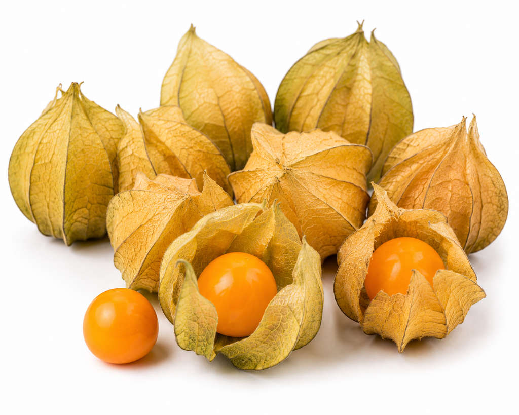 Physalis