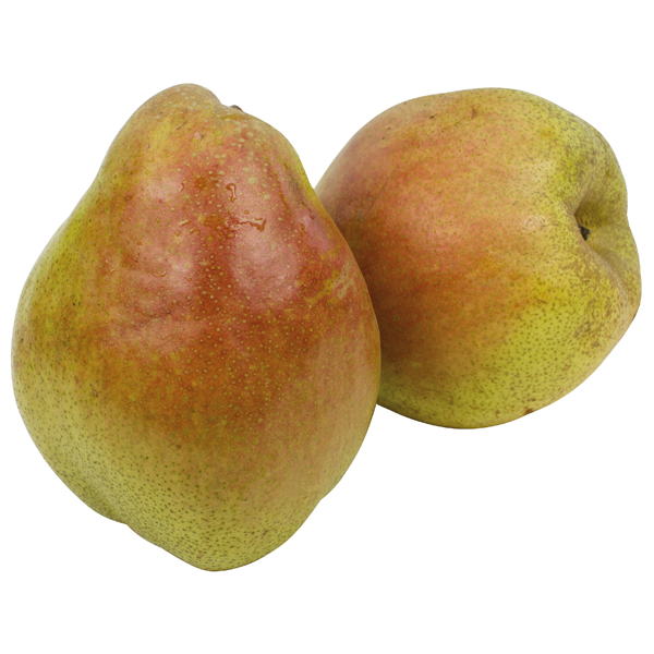 Peren "Forelle"