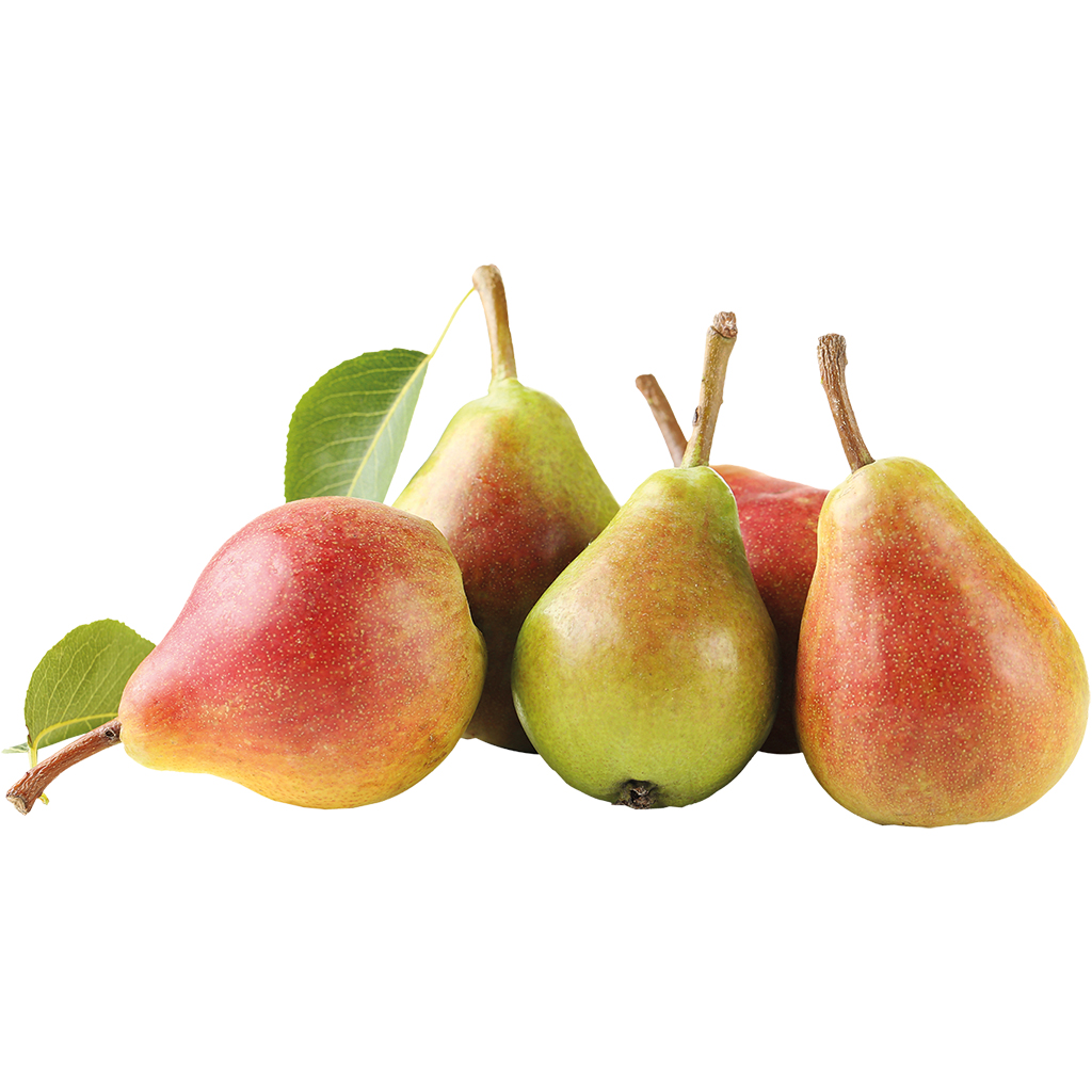 Peren "Santa Maria"