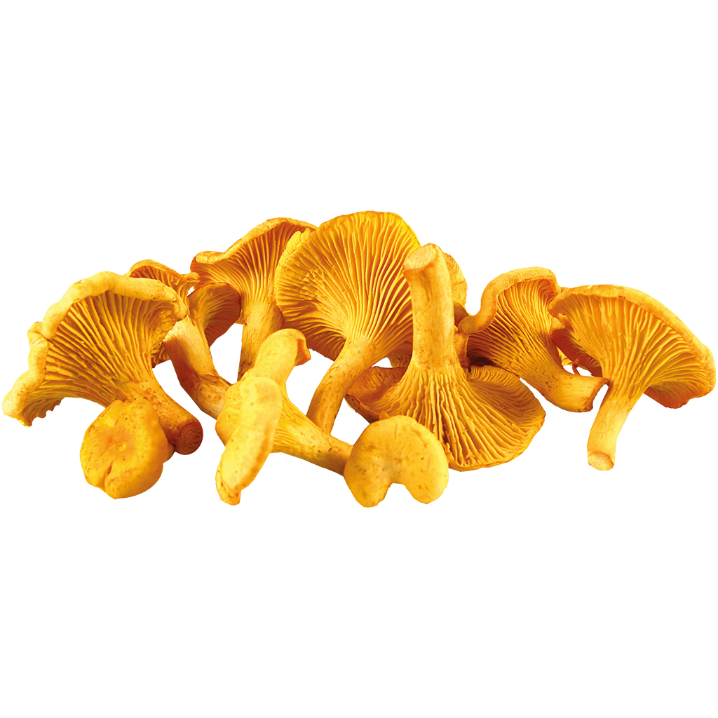 Verse chanterelles