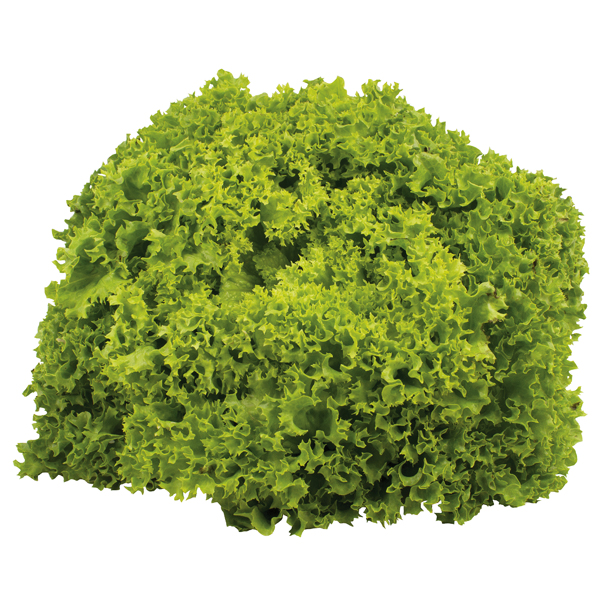 Salade - Lollo Bianco
