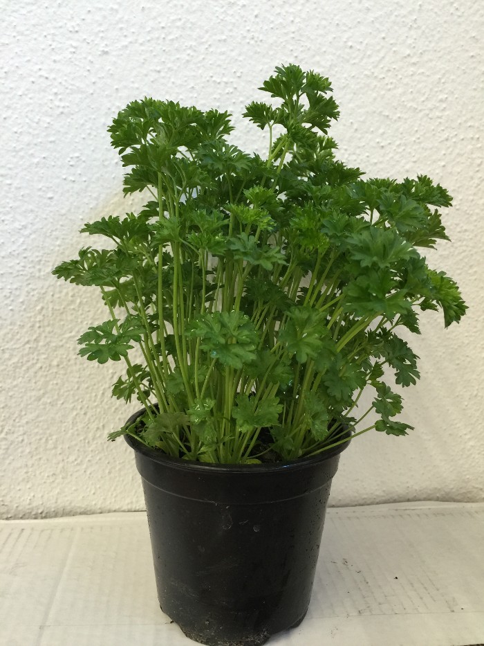 Peterselie, gekruld in pot