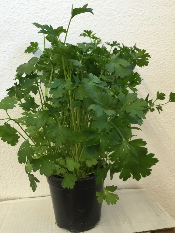 Peterselie in pot