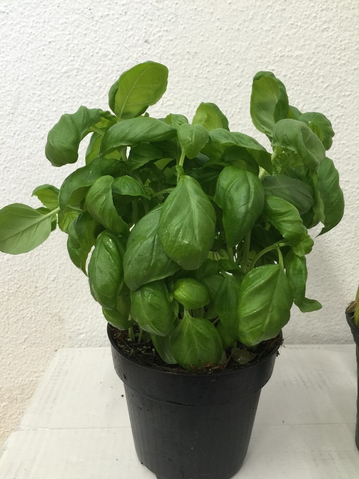 Basilicum in pot