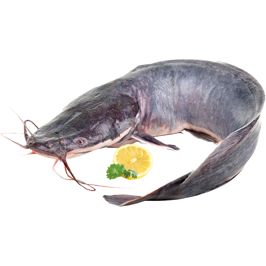 Afrikaanse meerval "Som" vers (Clarias gariepinus)