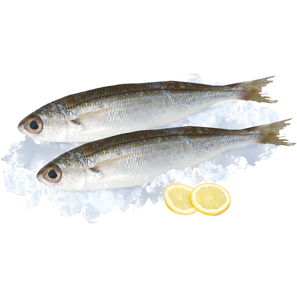 Geelstreep (Sarpa salpa) vers