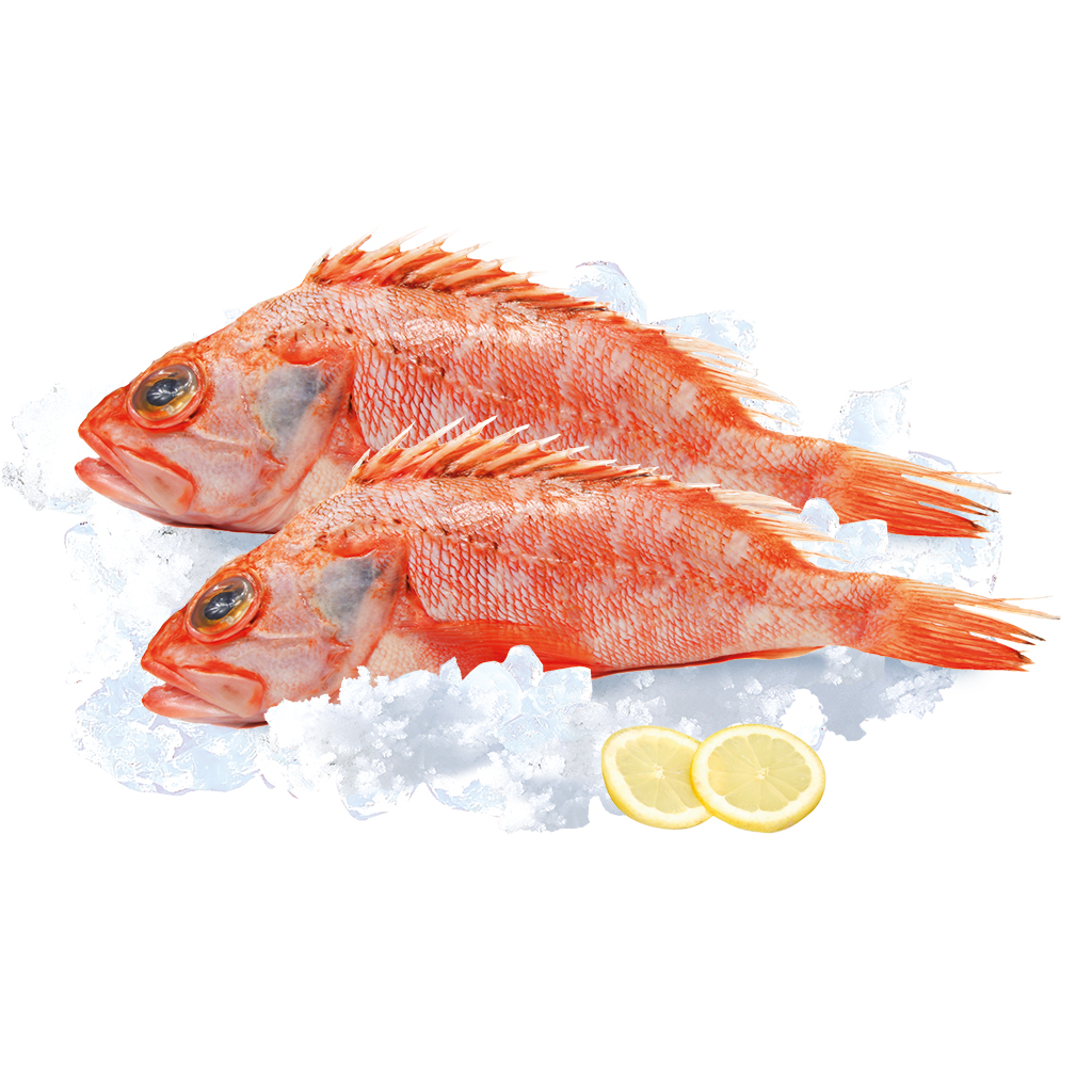 Diepzeebar (Sebastes marinus), vers