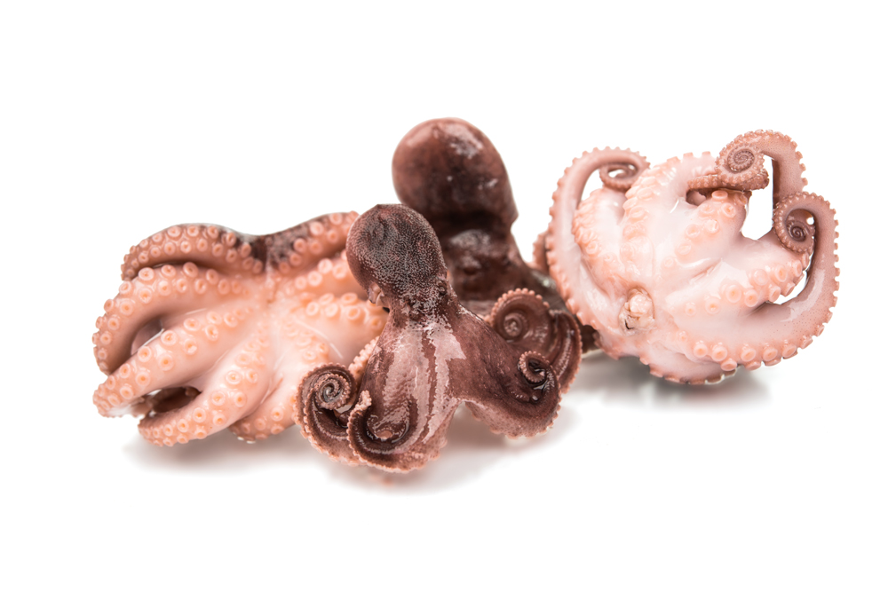Octopus