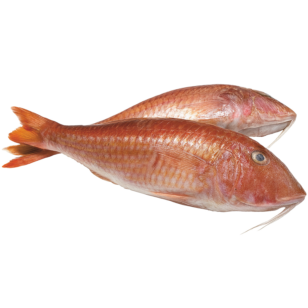 Meerbaars Red Mullet rond ontdooid