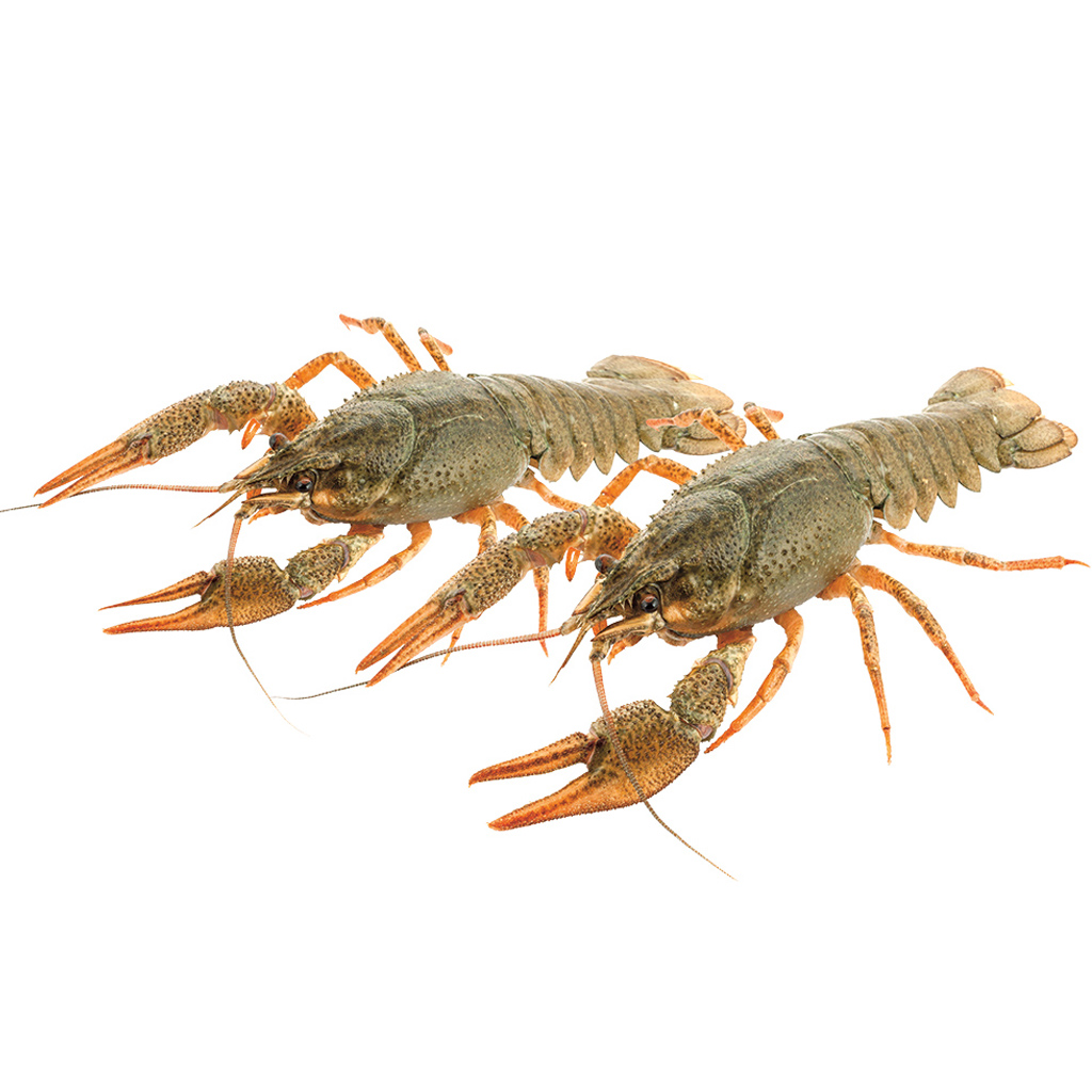 Schmalfinger rivierkreeft