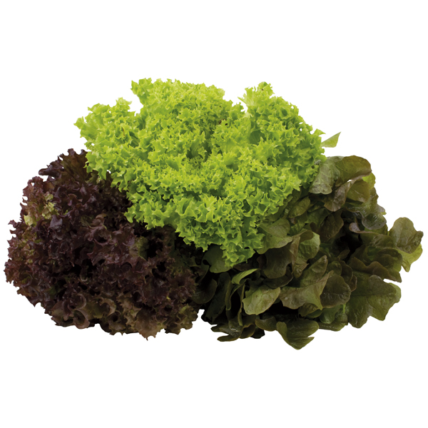 Salade - Mix Salade