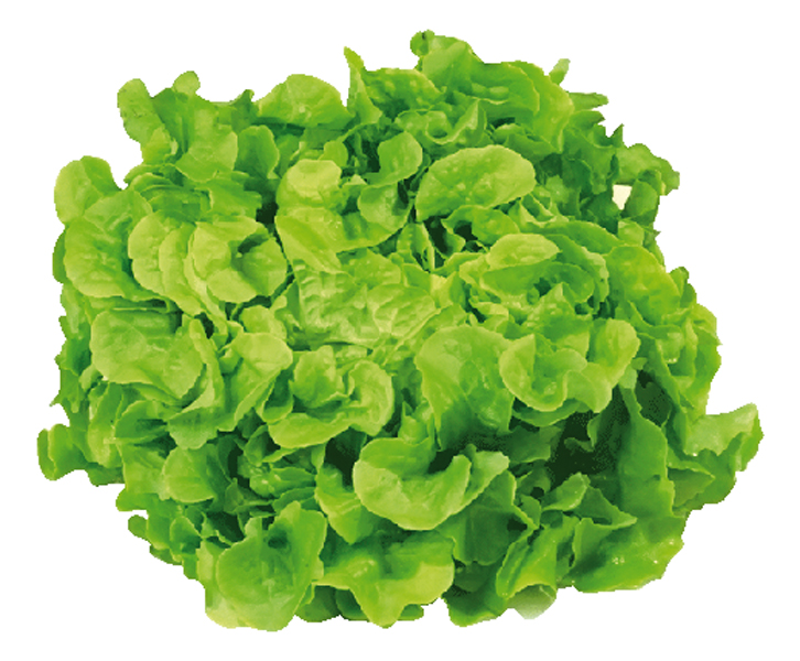 Endiviensalade