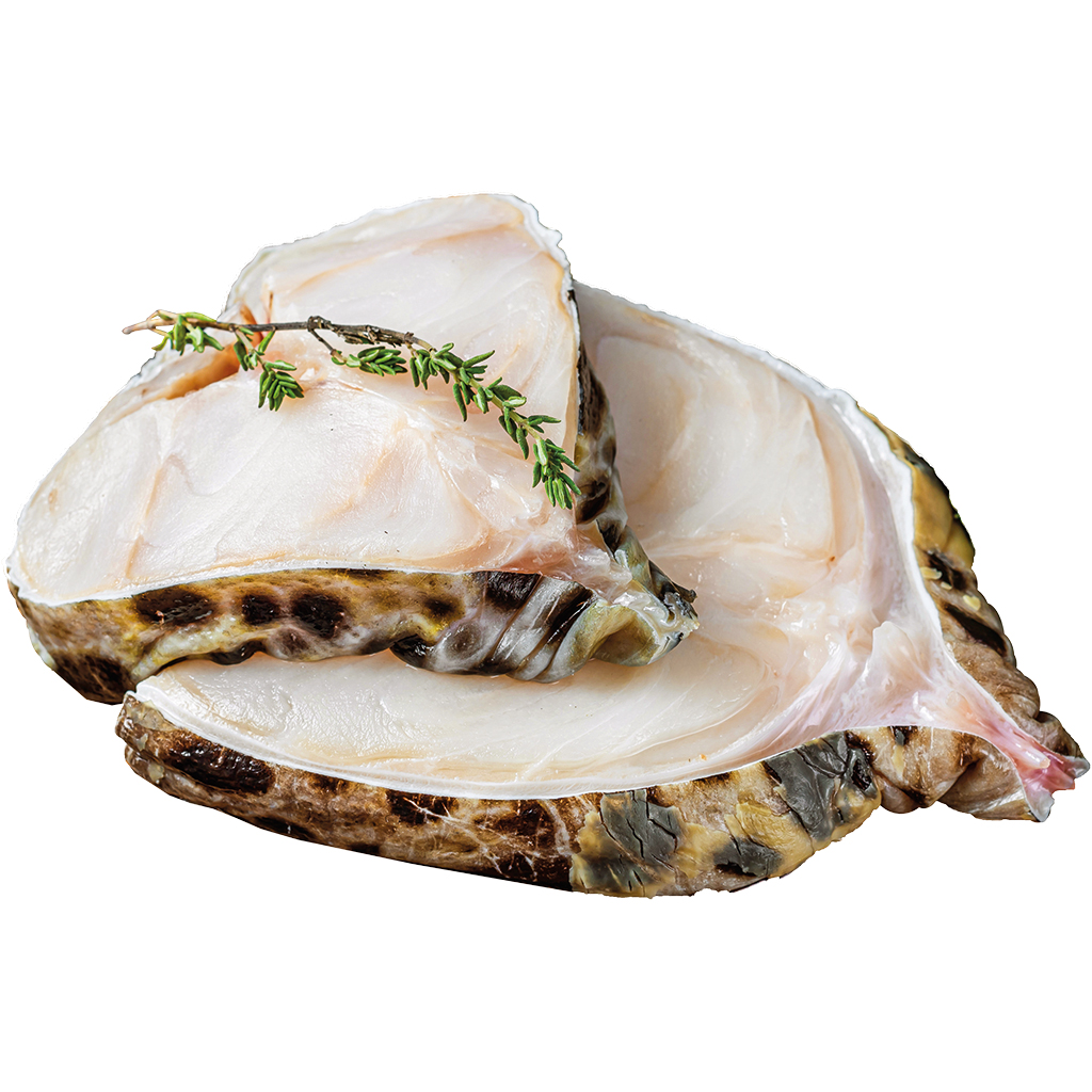 Seewolf Steak (Anarhichadidae), vers