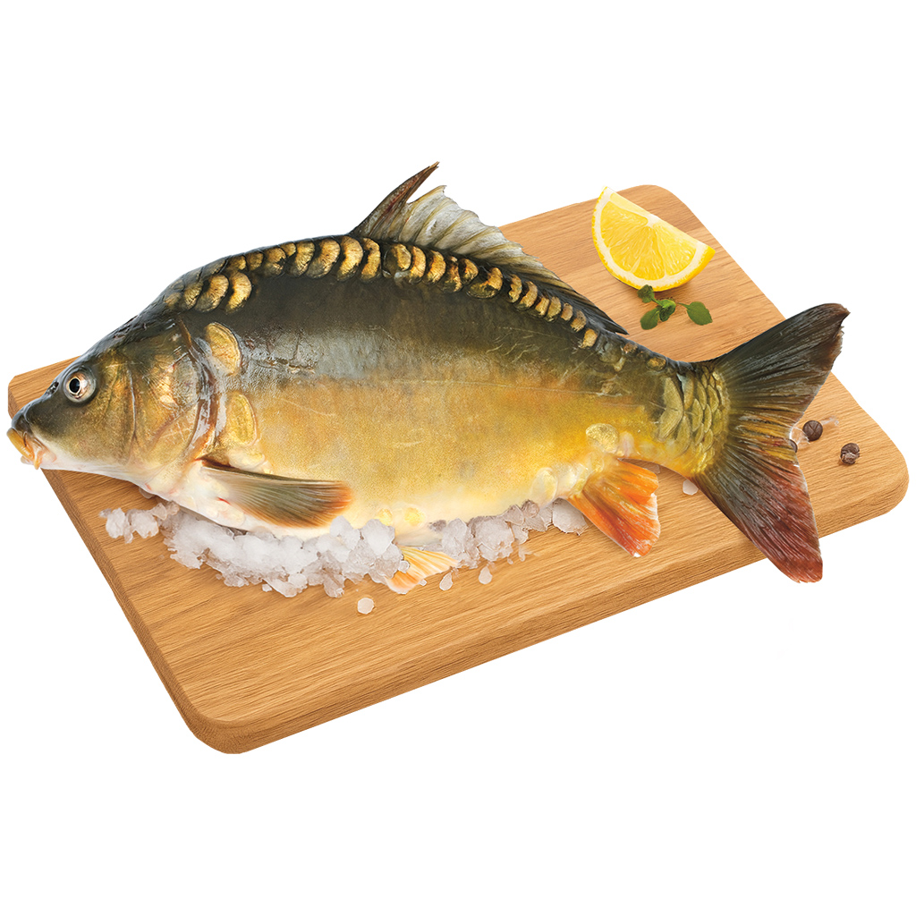 Spiegelkarper (Cyprinus carpio), schoongemaakt