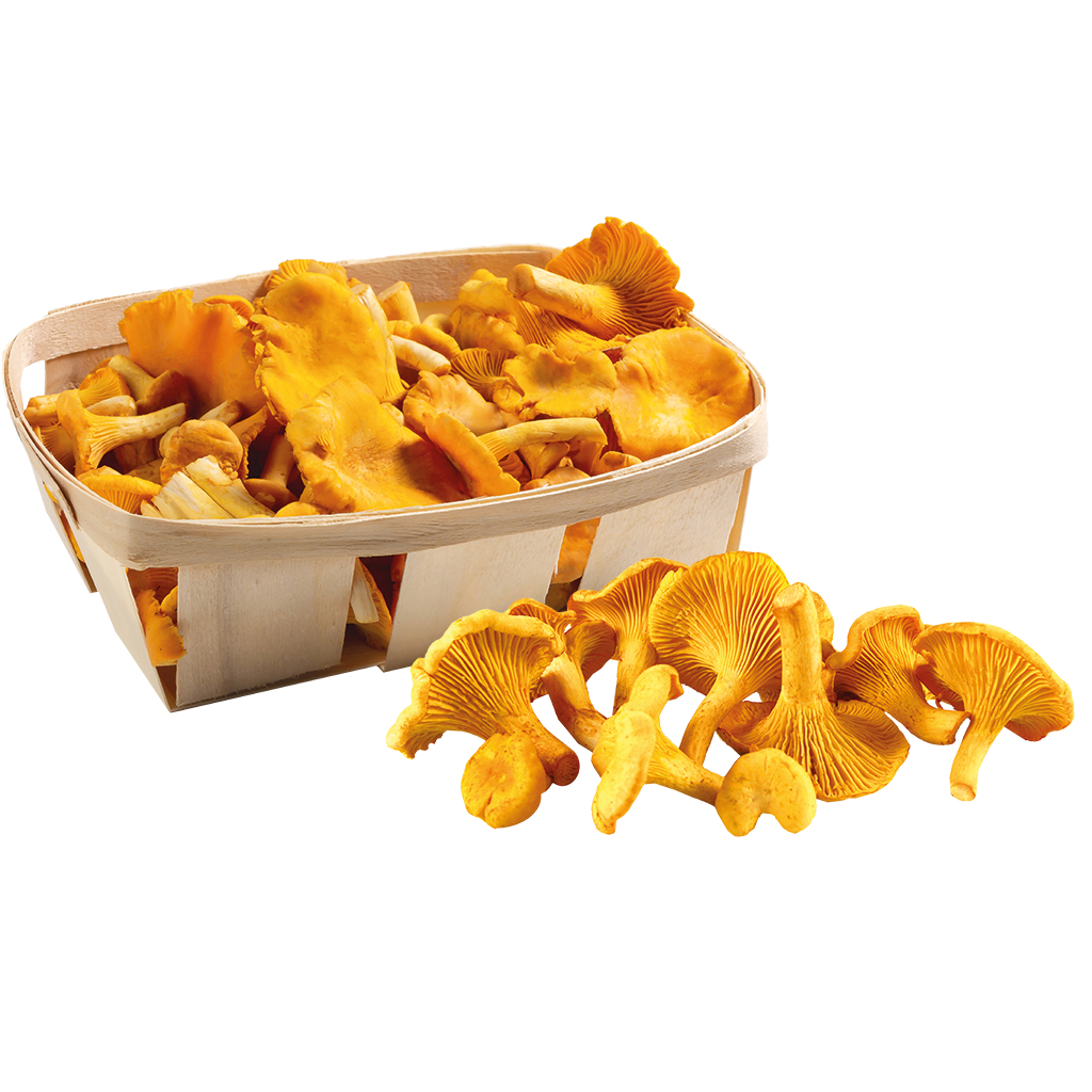 Verse chanterelles mandje