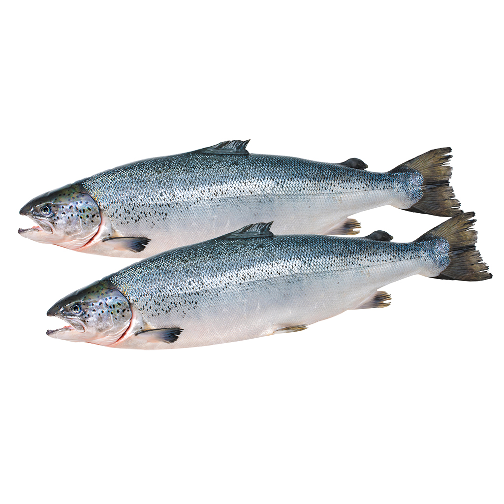 Zeeforel (Salmo trutta)