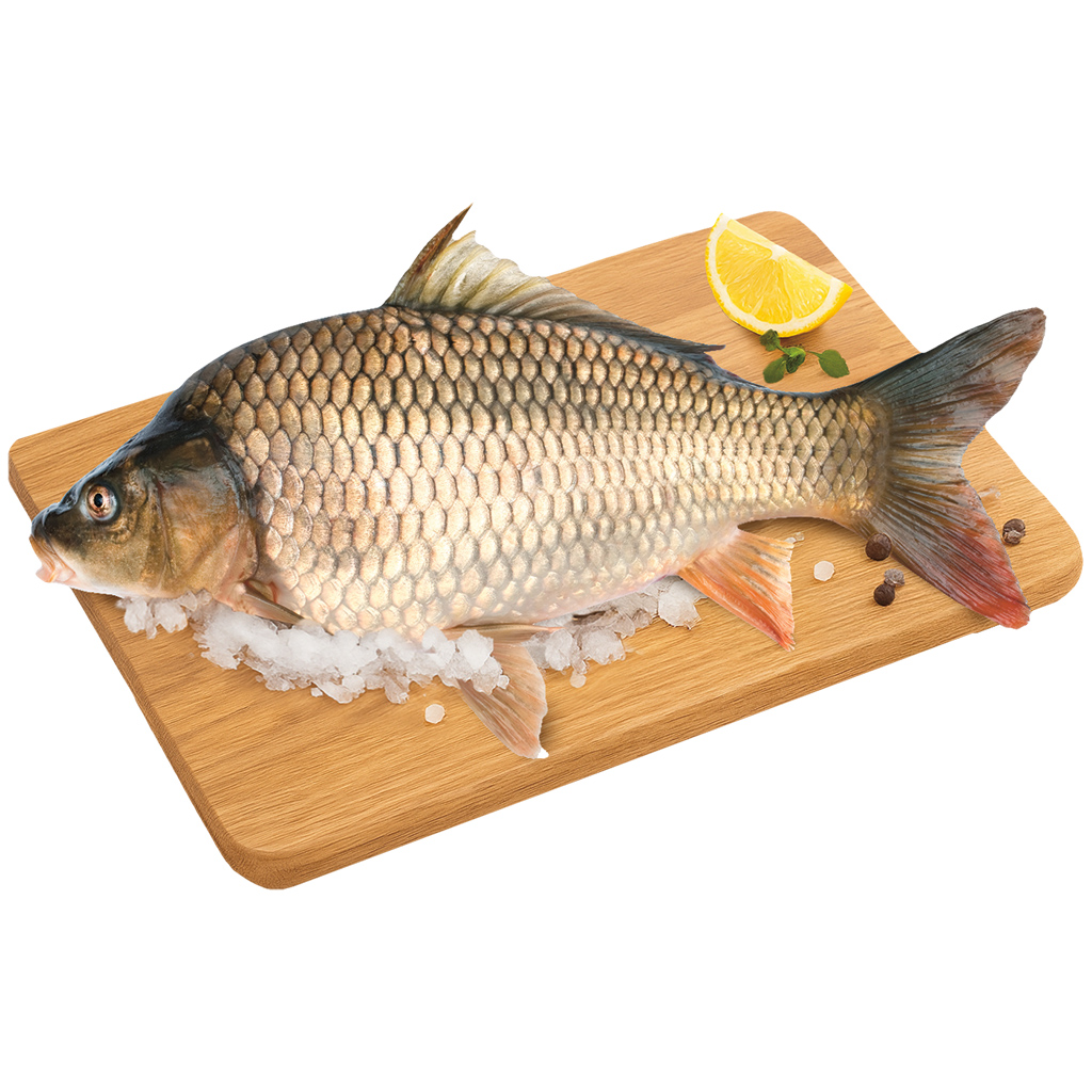 Schubkarper, vers (Cyprinus carpio)