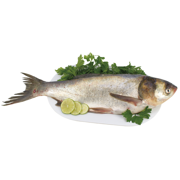 Zilverkarper "Tolstolobik" vers (Cyprinus carpio)