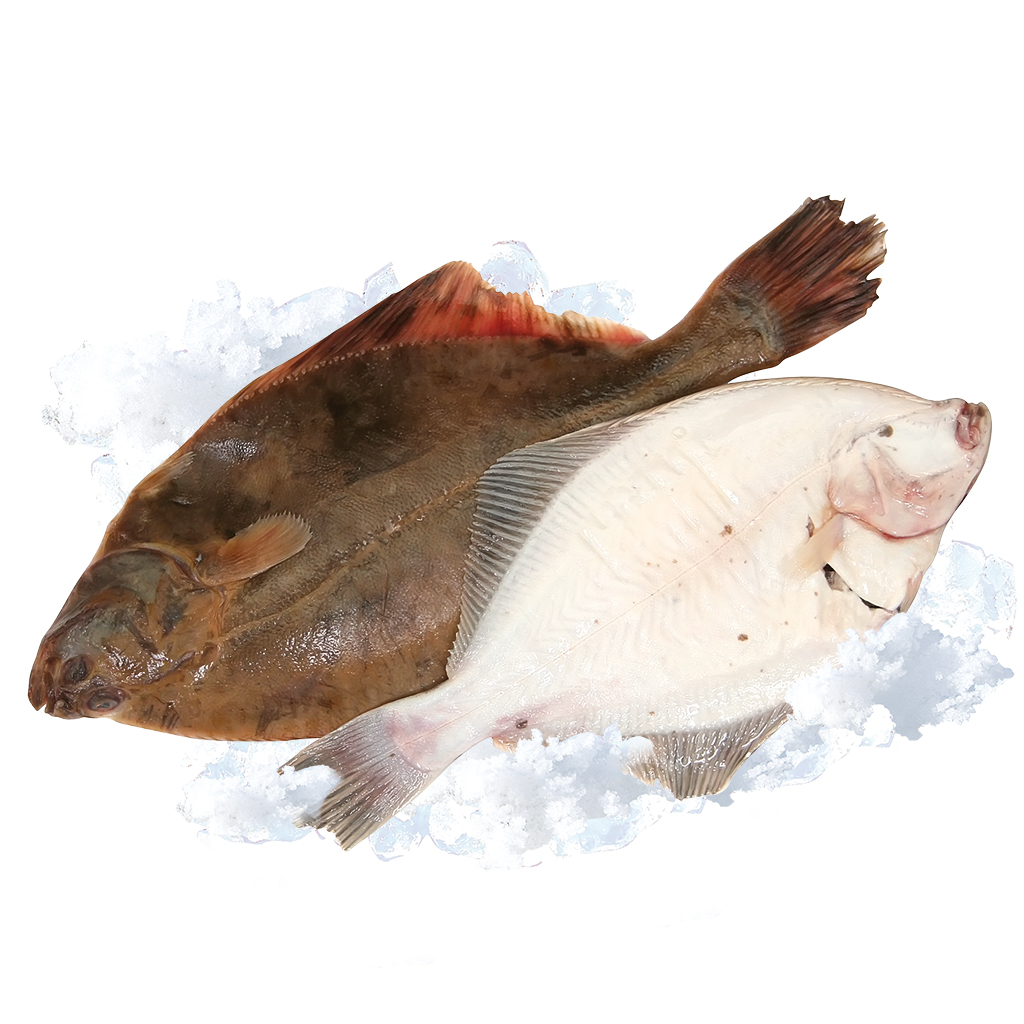 Flunder "Kambala" (Platichthys flesus)