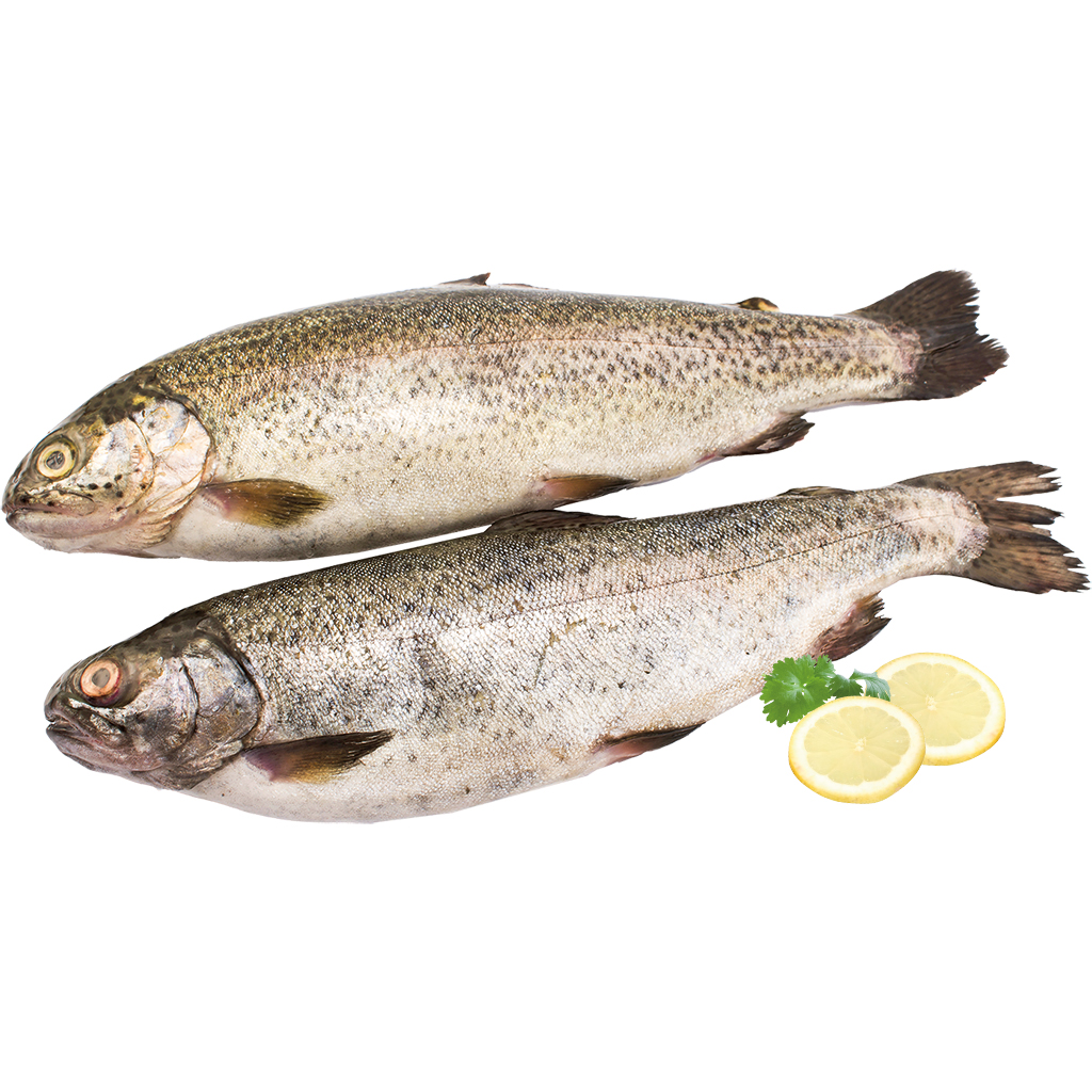Forel Champagne vers (Salmo trutta)