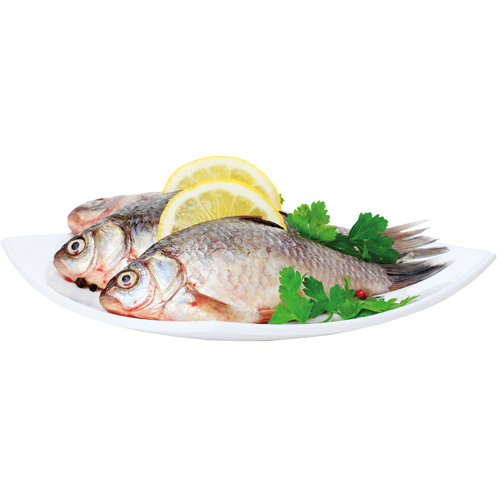 Verse karauschen (Carassius)