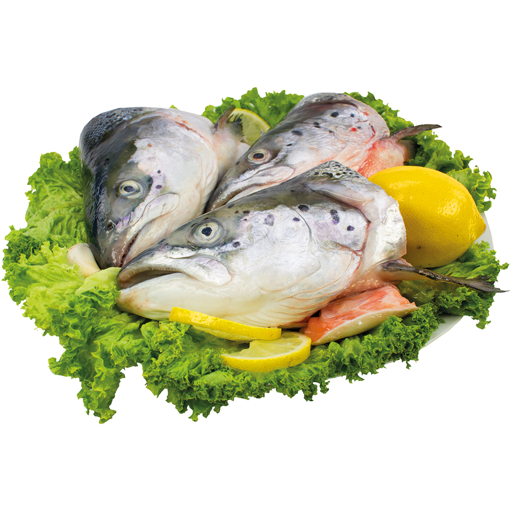 Verse zalmkoppen (Salmo salar)