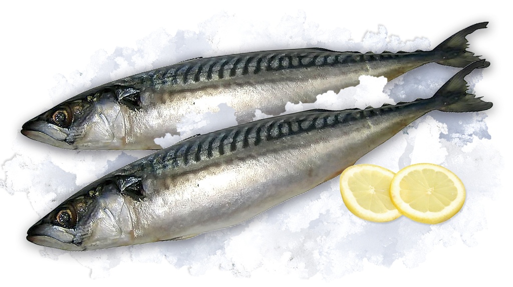 Grillmakrelen "Skumbrija" (Scomber scombrus) diepgevroren