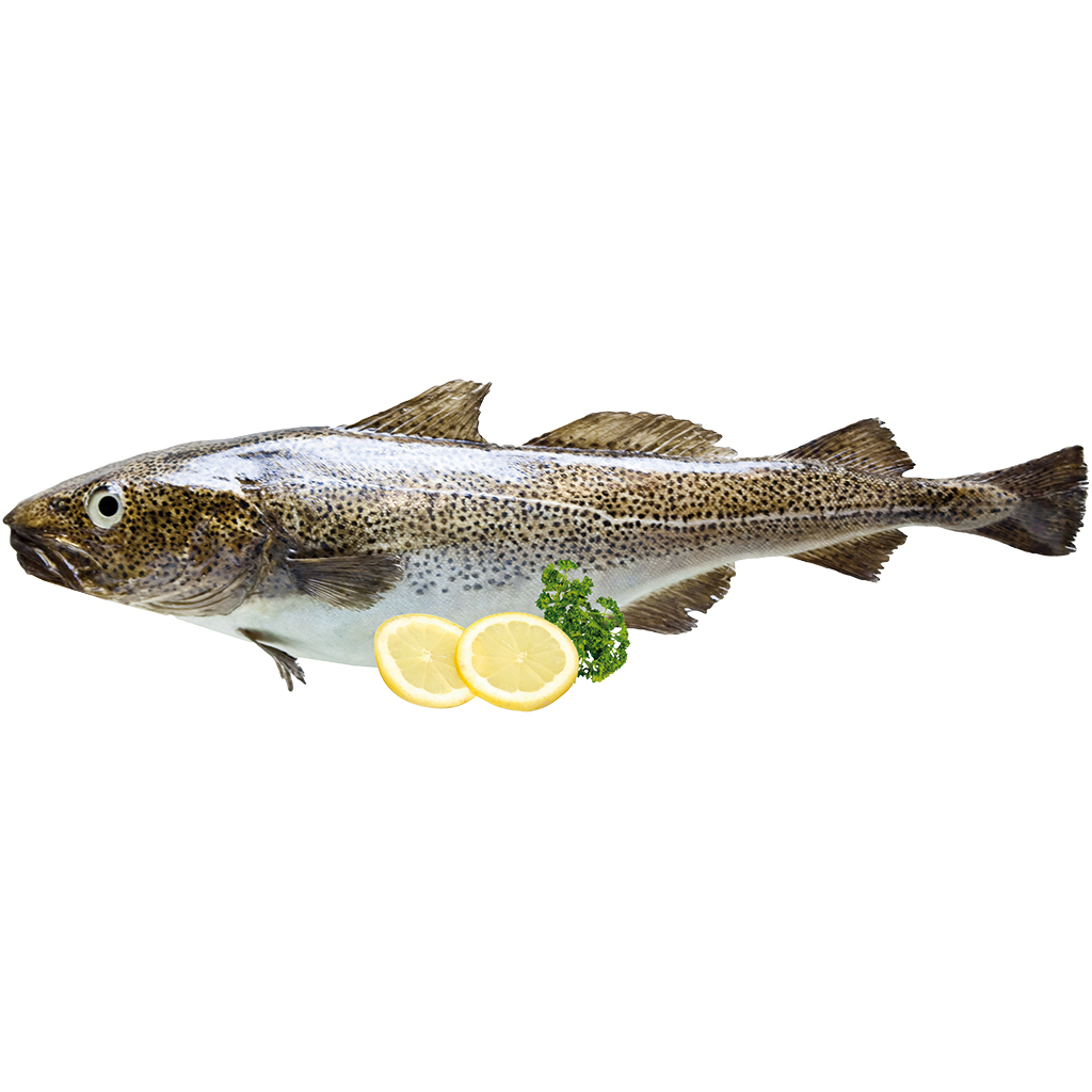 Kabeljauw "Treska" (Gadus morhua morhua).