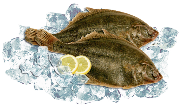 Flunder (Platichthys flesus) diepgevroren