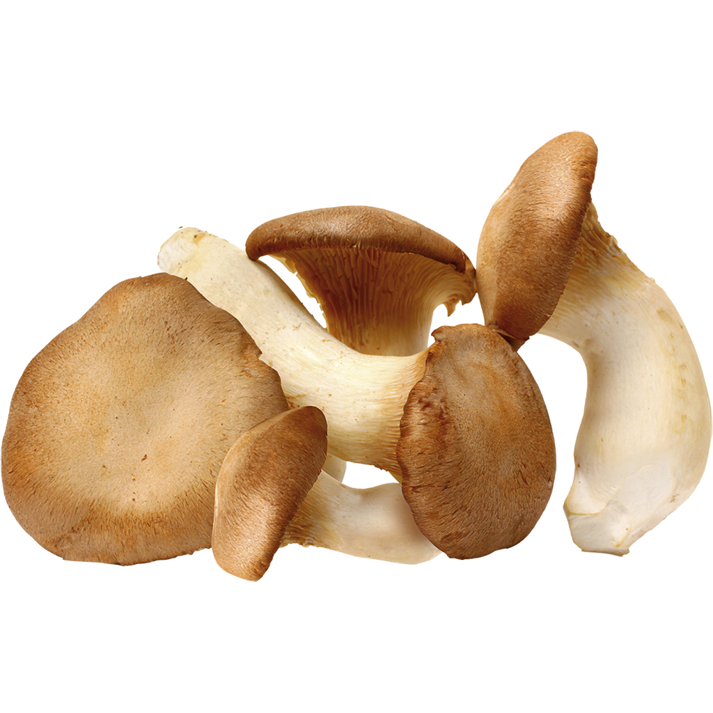 Kruidenpaddenstoelen