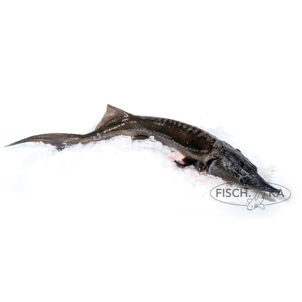 Siberische steur vers 3-8 kg/st (Acipenser baerii)