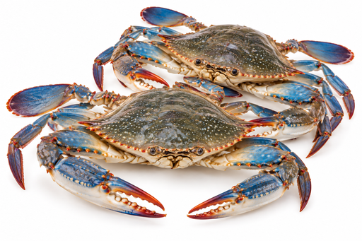 [6008] Blauwe krab