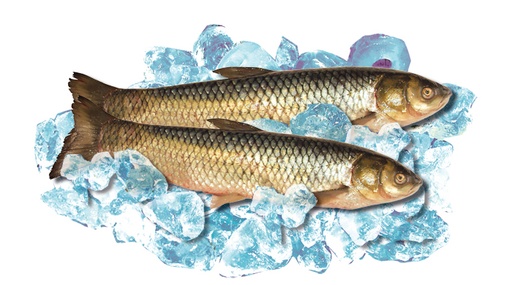 [07004] Verse gras karper "Belij Amur" (Cyprinus carpio)