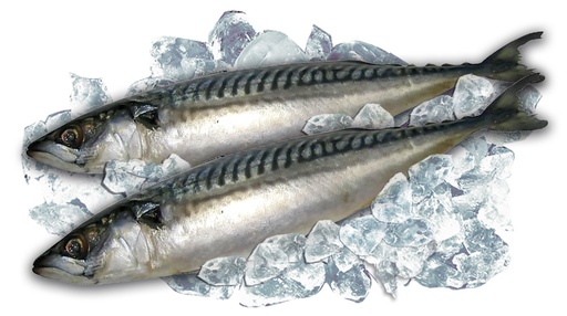 [01297] Makreel, (scomber scombrus), diepgevroren