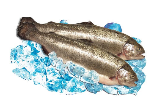 [07003] Zalmforel vers