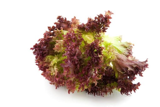 Salade - Lollo Rosso