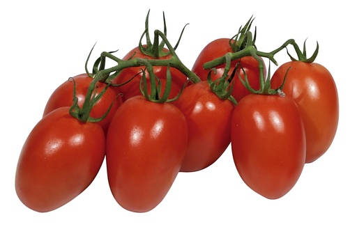 Tomaten - Eierstrauchtomaten "Prunella"