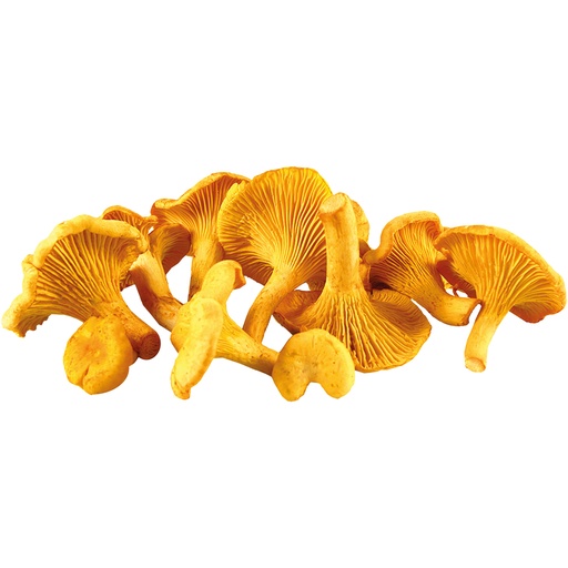 Verse chanterelles