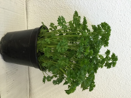 Peterselie, gekruld in pot