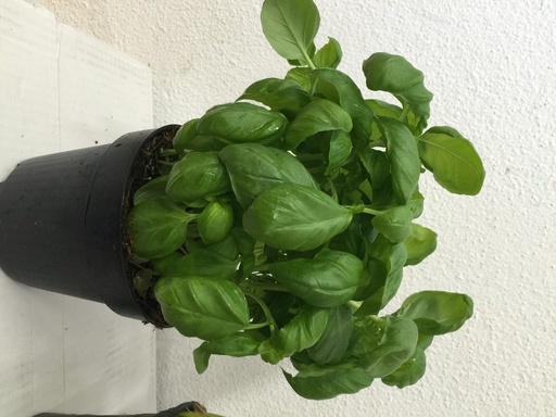 Basilicum in pot