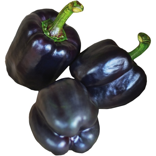 Lila Paprika