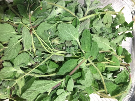 Oregano