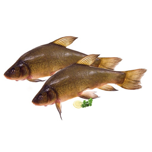Versche schlei (Tinca tinca)